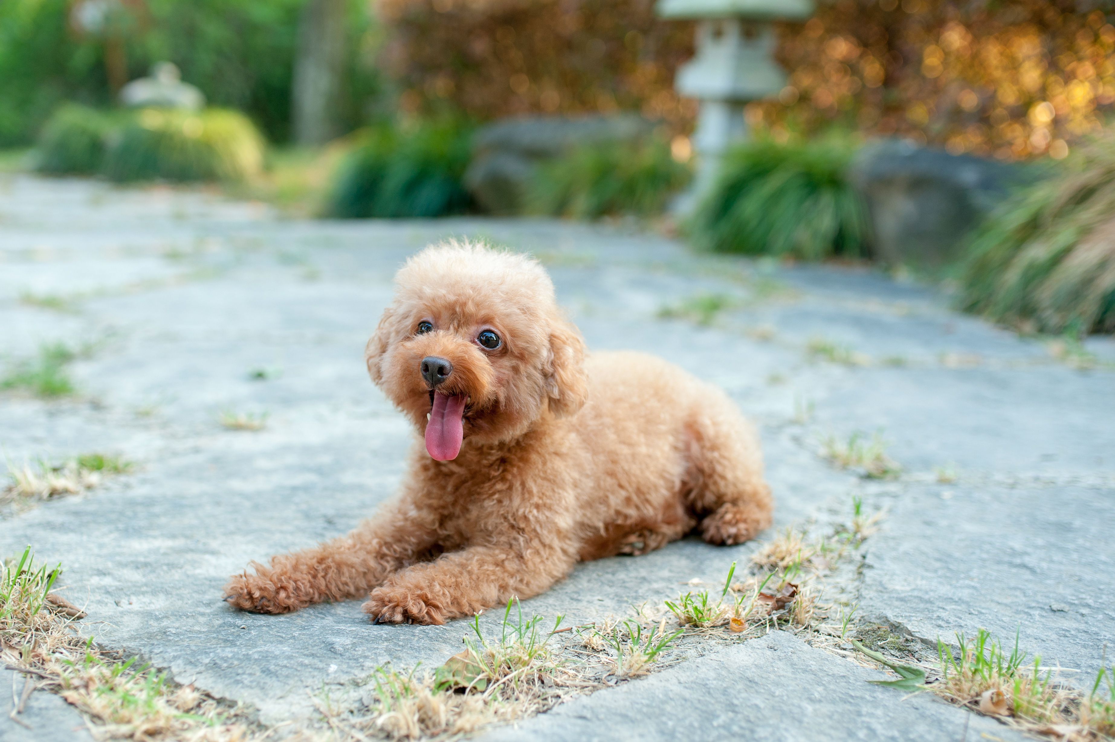 a small brown toy poodle lying on a stone path, tongue out
